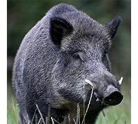 Kit de peinture diamant 5D par numéro, sanglier 50 x 50 cm, kit d'outils de mise à niveau, parfait pour les activités parentales, enfants et enfants