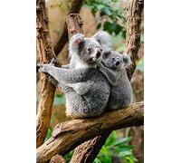 Kit de peinture diamant 5D pour adultes et enfants, Awesocrafts Koala Bear avec bébé Full Drill DIY Diamond Art Crystal Diamond Art par Diamonds Cross Stitch (Koala)