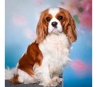 Kit de peinture diamant 5D pour adultes, kit complet de broderie diamant avec strass en cristal pour décoration murale de la maison, cadeau - Cavalier King Charles Spaniel, animal 30 x 40 cm