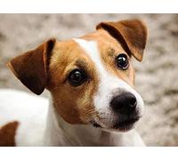 Kit de peinture diamant 5D pour enfants, motif Jack Russell Terrier, peinture par numéros, pour adultes, décoration murale, 50 x 60 cm