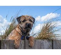 Kit de peinture diamant 5D pour enfants, peinture par numéros, chien Border Terrier, cadeau d'anniversaire pour adultes, 50 x 60 cm