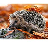 Kit de Peinture Diamant 5D, Square Drill Hérisson Mignon 30x45cm Broderie Diamant,Peinture par numéro,Diamond Painting,Bricolage Plein Forage Cristal Strass Diamant Peinture,Décor Maison Cadeaux