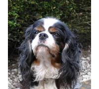 Kit de peinture diamant à faire soi-même pour adultes Cavalier King Charles Spaniel 5D - Kit de peinture diamant rond complet - Décoration d'intérieur - 30 x 40 cm