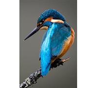 Kit de peinture diamant avec outils - Oiseau de Méecaa - Martin-pêcheur - 5D - Point de croix - Mosaïque - Artisanat - 30 x 40 cm - Oiseau