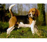 Kit de peinture diamant Beagles à faire soi-même - Motif chien