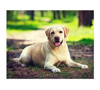 Kit de Peinture Diamant par numéro, Animal Chien Labrador 30x40cm 5D DIY Diamond Painting Kits Complets pour Enfants Adultes Strass Broderie Diamant Point de Croix Décoration de Maison Cadeau