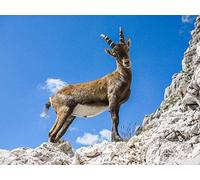 Kit De Peinture En Diamant 5D Bouquetin Sur La Montagne Broderie Adulte Sac À La Main Art Rond Diamant Carré Diamant Kit Résine Cadeau Perles Couture Cristal 40 * 50 Cm