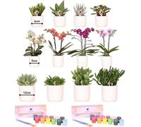 Kit de peinture pour peindre 12 pots de fleurs + orchidées et plantes succulentes - Pour au moins 4 personnes