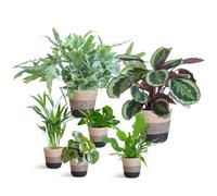 Kit de plantes adaptées aux animaux domestiques Grand