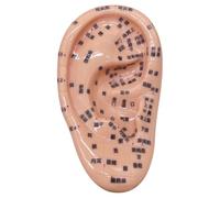 Kit de semis d'oreille Kit d'acupuncture avec un modèle 'oreille de 5, 1 pouces Image des graines éducatives pour l'apprentissage des enfants