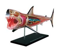 Kit d'enseignement d'anatomie animale - Modèle de squelette de requin dissectionnable 4D pour laboratoire de biologie et d'enseignement