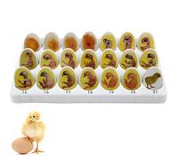 Kit d'exploration du cycle de vie des poussins - Modèle de croissance d'embryons de poussin pour éclosion et processus de développement des œufs, modèle éducatif biologique pour enfants