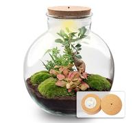 Kit DIY Terrarium • Bolder Bob • Écosystème avec Plantes • ↑ 30 cm