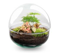 Kit DIY Terrarium • Dôme • Écosystème avec Plantes • ↑ 20 cm