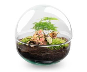 Kit DIY Terrarium • Dôme • Écosystème avec Plantes • ↑ 20 cm