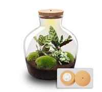 Kit DIY Terrarium • Fat Joe • Écosystème avec Plantes • ↑ 30 cm