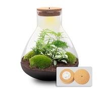 Kit DIY Terrarium • Sam XL • Écosystème avec Plantes • ↑ 35 cm