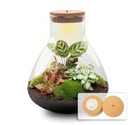 Kit DIY Terrarium • Sam XL Red • Écosystème avec Plantes • ↑ 35 cm