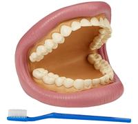 TickiT Set de démonstration de dents géantes 03083