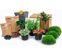Kit Jardin en bouteille Jungle 5 - DIY terrarium végétal avec Coffea, Fougère, Palmier & Fittonia - Recharge & Kit de démarrage