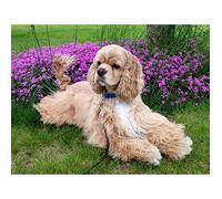 Kit Peinture Diamant 5D DIY Chien cocker spaniel 30x40cm Diamond Painting Forage Complet Peinture Par Numéros Broderie Diamant Strass Point de Croix Art Décoration Murale Pour Maison (12x16in)