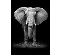 Kit Peinture Diamant 5d DIY Complet Diamond Painting Arts Éléphant noir blanc Enfants Adultes Broderie Cristal Point de Croix Full Drill Salon Chambre Artisanat pour la Maison Mur Décor M2661 50x70cm