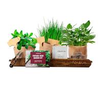 Kit Potager Interieur - Plantes d'intérieur Kit Plantes Aromatiques (Ciboulette, Origan, Sauge & Menthe) Kit Culture Interieur - Kit Plante Cultivea Mini Kit Prêt À Pousser Facilement à la Maison