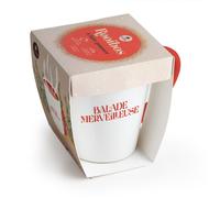 Kit Roiboos à faire pousser