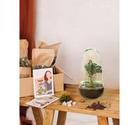 Kit terrarium diy - alba