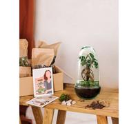 Kit terrarium diy - alba