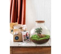 Kit terrarium diy - baobab