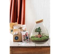 Kit terrarium diy - doorn