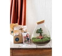 Kit terrarium diy - doorn