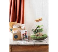 Kit terrarium diy - doorn