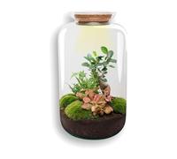 Kit Terrarium DIY en Verre, Déco, Vert, Ø 23 x H 43 cm avec Lampe