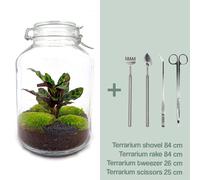 Kit terrarium diy - oslo