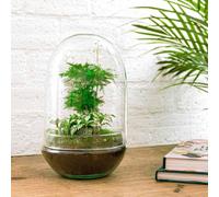 Kit terrarium diy - paris