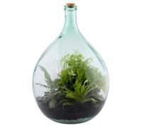 Kit terrarium Plante complet DIY 55L