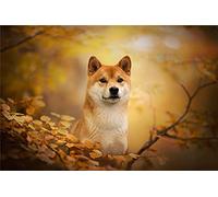 Kits de peinture au diamant pour adultes, enfants Shiba Inu chien animal bricolage 5D peinture au diamant arts artisanat pour la maison décoration murale cadeaux d'anniversaire 30 × 40 cm