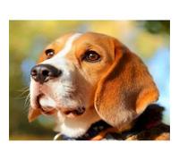 Kits de peinture diamant pour adultes, chien Beagle, kits de peinture diamant à faire soi-même, kits d'art diamant carré 5D, peinture par numéros, art de la peinture 40 x 40 cm