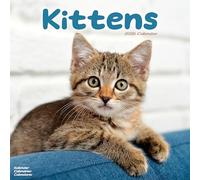 Kittens Calendar 2026 Square Cats Wall Calendar - 16 Month