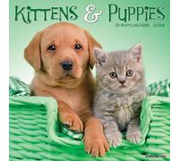 Kittens & Puppies 2026 12 X 12 Wall Calendar