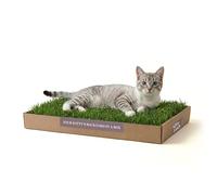 Kitty Lawn Perchoir et chaise longue pour chat en herbe véritable - Lit d'intérieur frais pour chats pour petits et grands chatons - Siège de fenêtre pour bronzer et observer les oiseaux - Cultivé aux