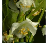 Kiwi arctique adam (mâle) - pot de 1.5l