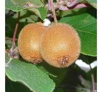 Kiwi Atlas - Actinidia Deliciosa Atlas 50/60cm - Plante En Pot - Floraison Mai-juin Exposition - Hauteur 4 à 5 m - Exposition Soleil ou Mi-ombre Sol