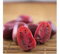 Kiwi de Sibérie arguta Purpurea (Femelle)