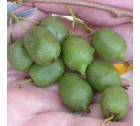 Kiwi de sibérie issaï (autofertile), actinidia arguta, kiwaï - pot de 1.5l
