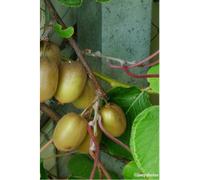 Kiwi femelle 'hayward ' taille du pot - en pot de 1,5 litres