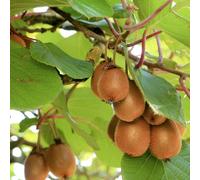 Kiwi herma (autofertile) - pot de 1.5l