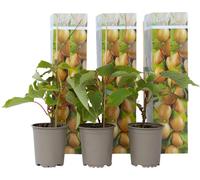 Kiwi - Set de 3 - Actinidia deliciosa 'Jenny' - Hauteur 20-40cm - ⌀9cm
